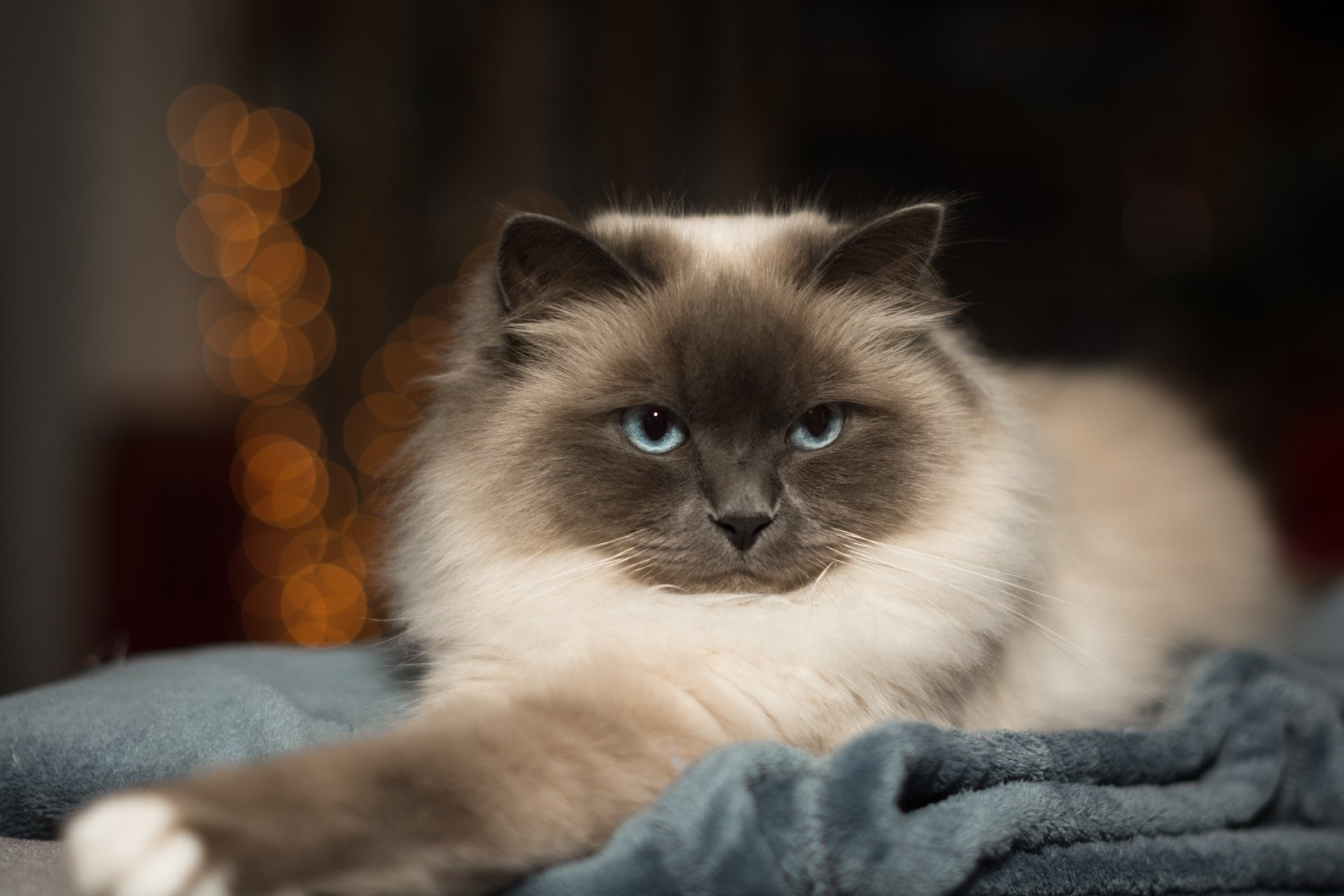 5K Ultra HD PC desktop wallpaper/background of an animal — a fluffy blue‑eyed cat lounging on a blanket with warm bokeh lights in the background.