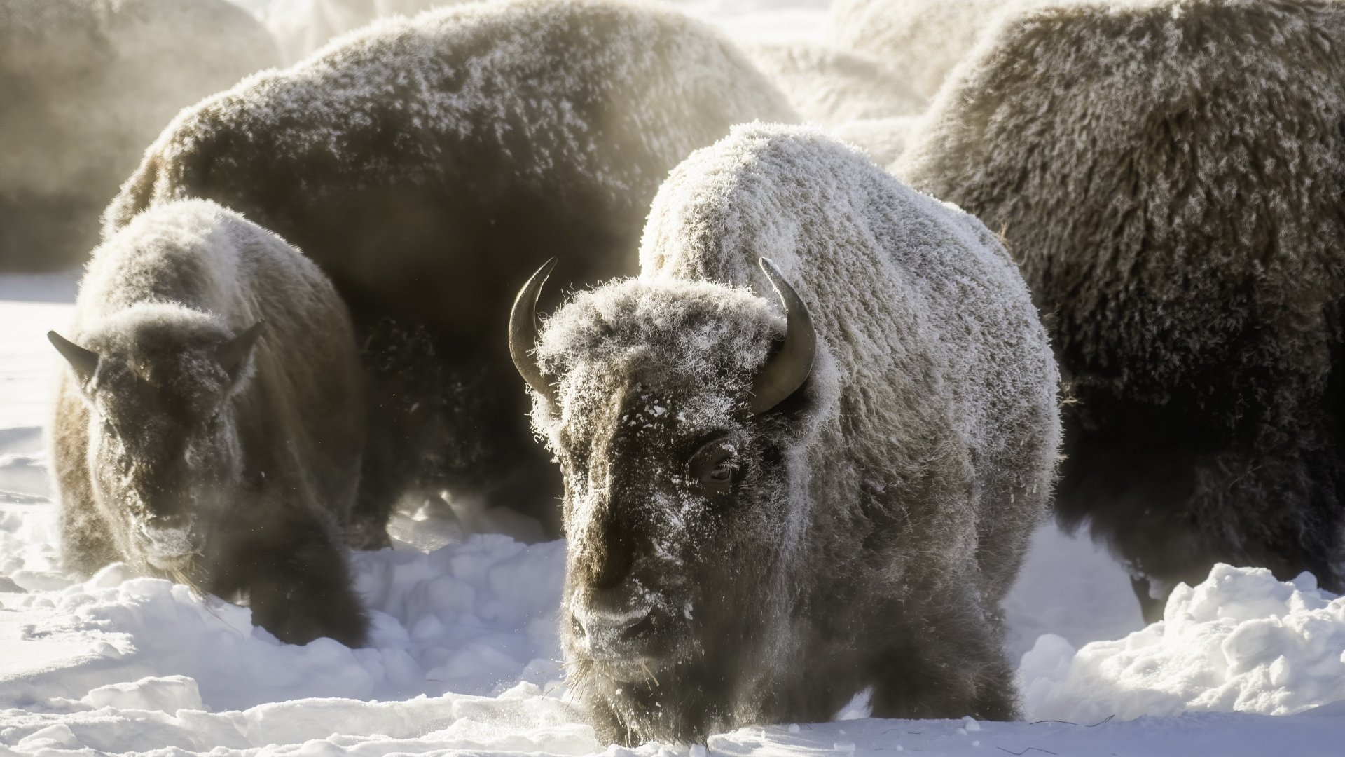 Download Snow Animal American Bison 4k Ultra HD Wallpaper