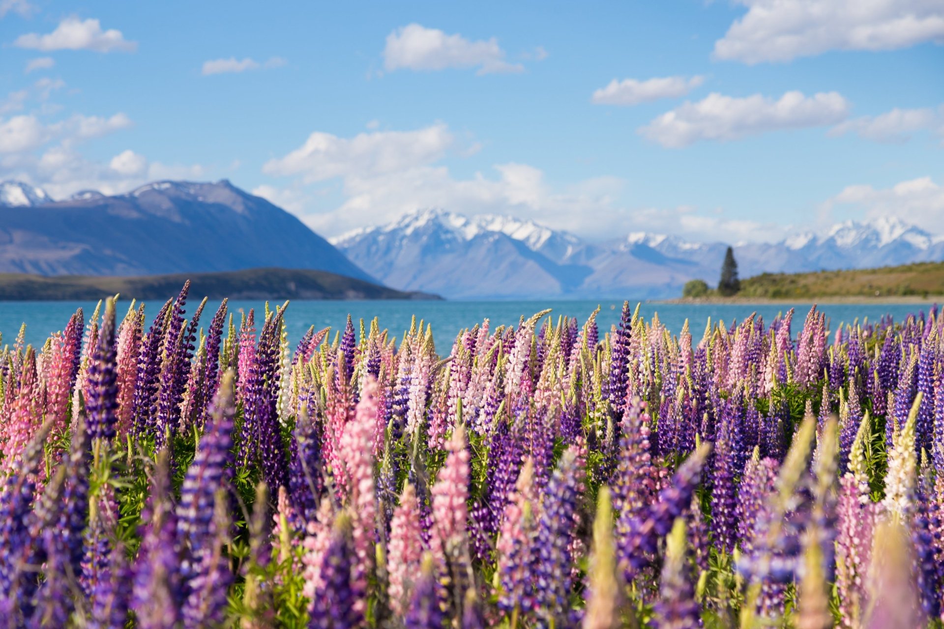 Download Nature Flower New Zealand Lake Mountain Lupine HD Wallpaper