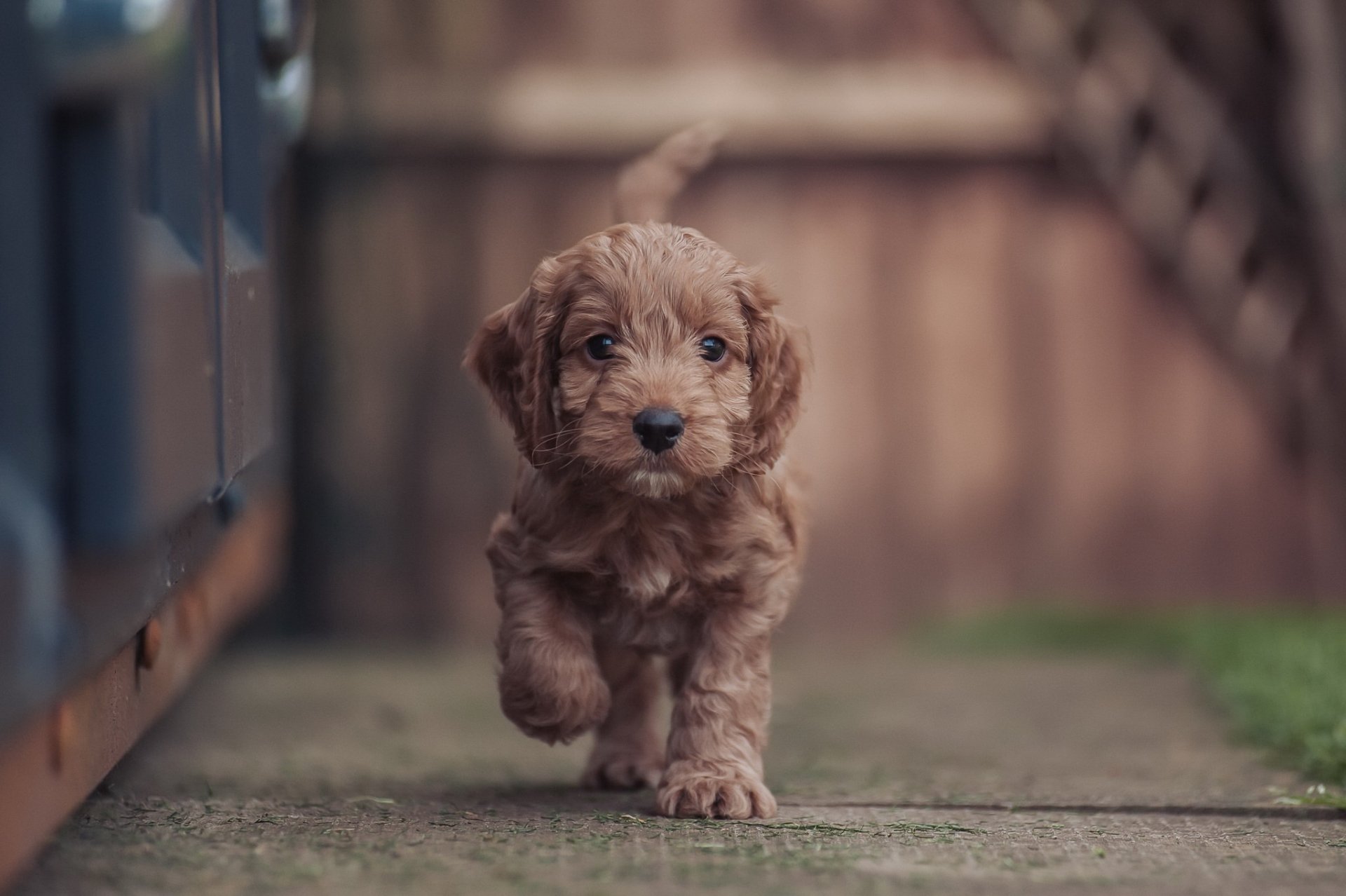 Download Baby Animal Dog Animal Puppy HD Wallpaper