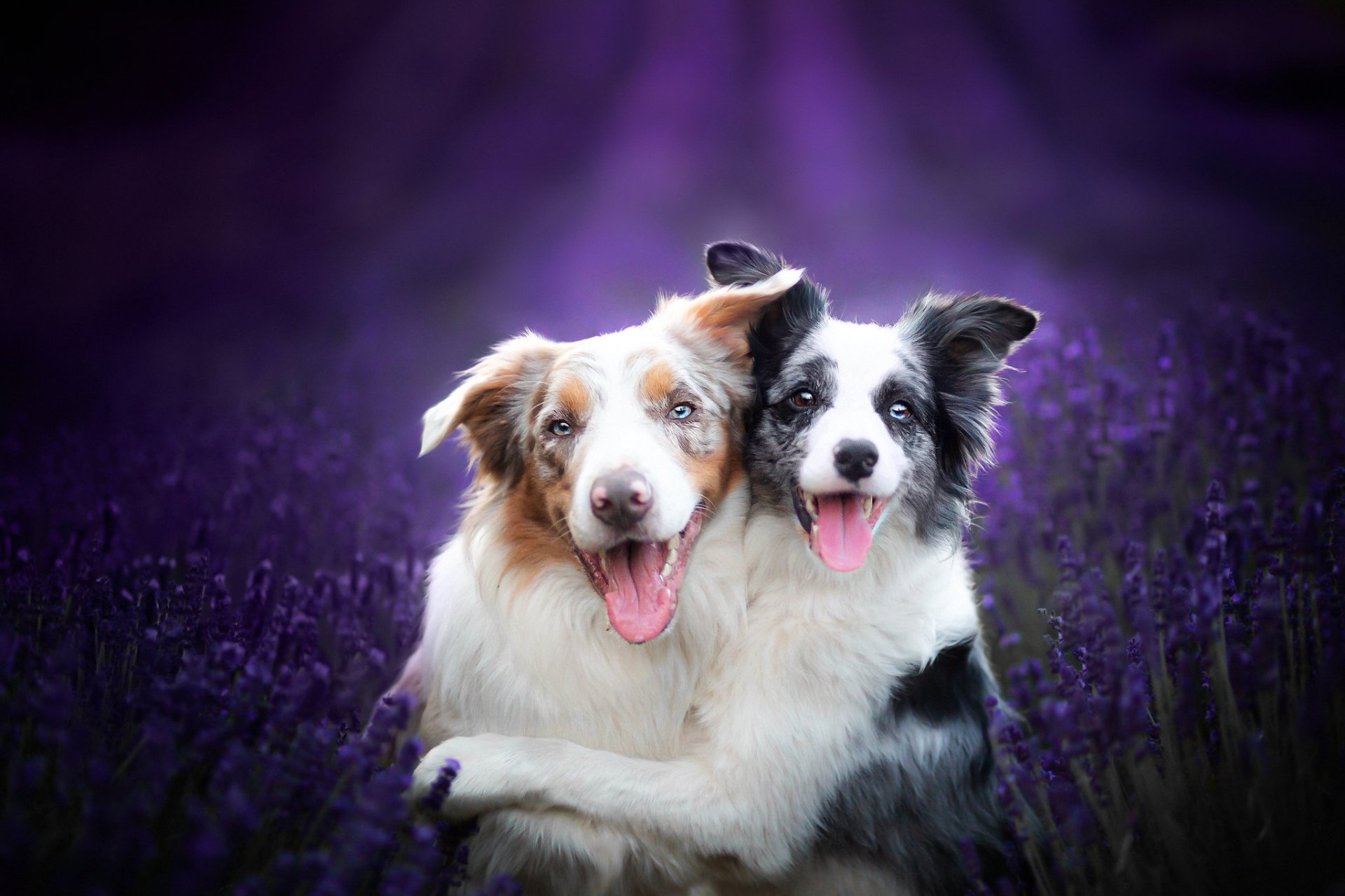 Köpek HD Duvar kağıdı Arka plan 2048x1365 ID1083926 Wallpaper