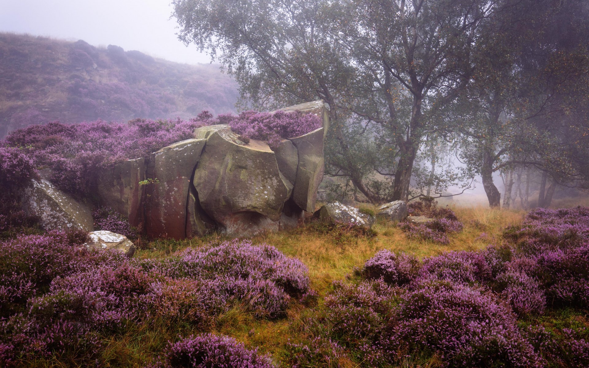 Download Tree Flower Peak District National Park Heather England Nature Rock HD Wallpaper