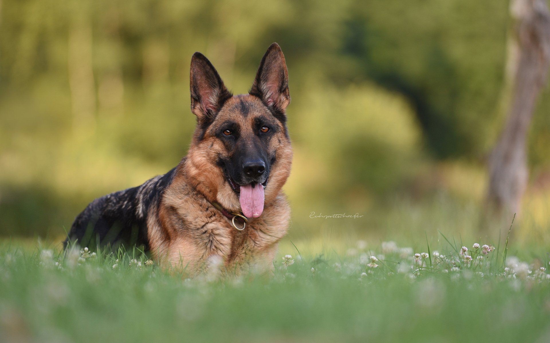 Download Animal German Shepherd 4k Ultra HD Wallpaper