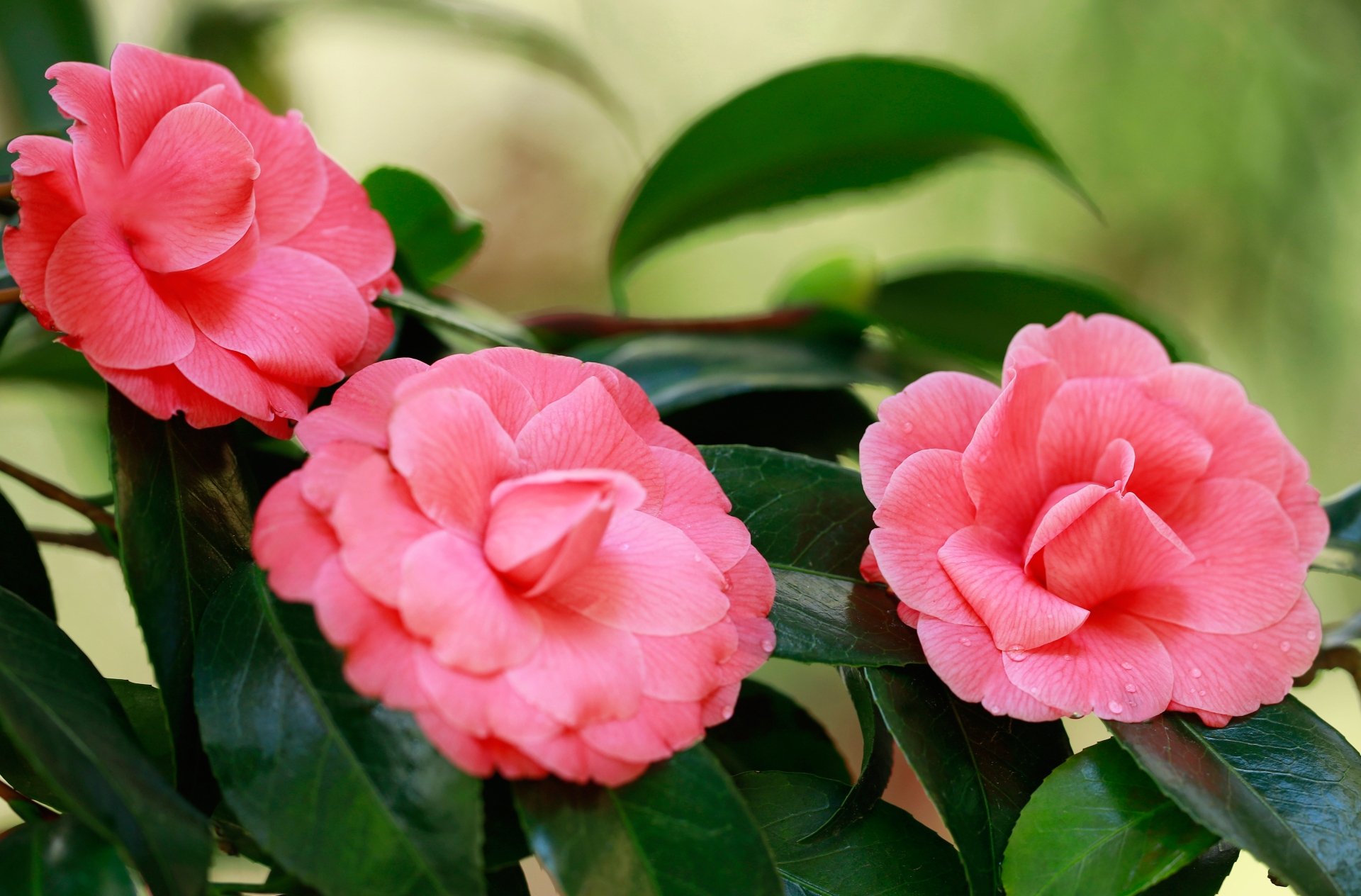 Download Nature Camellia 4k Ultra HD Wallpaper