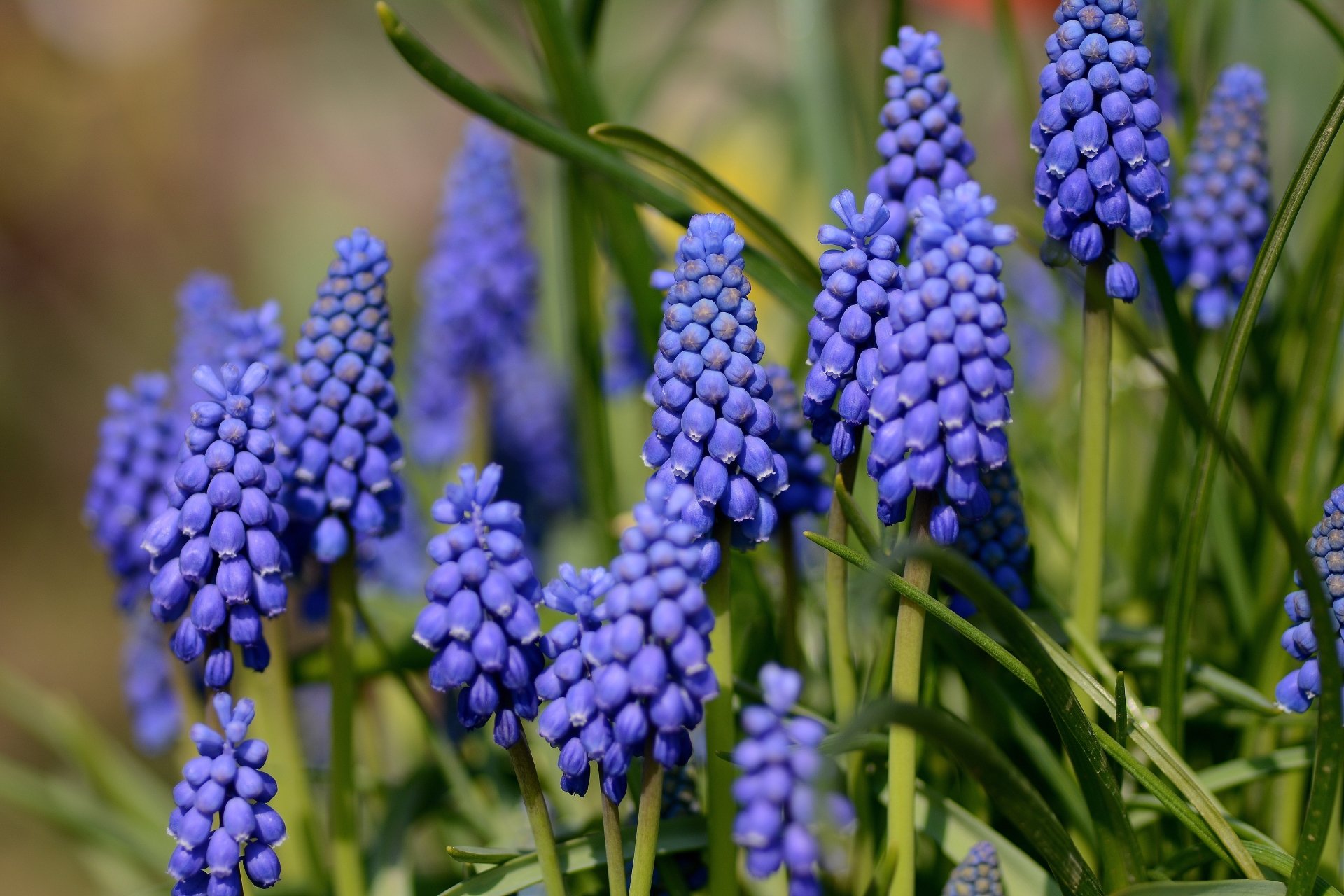 Download Muscari Nature Hyacinth 4k Ultra HD Wallpaper