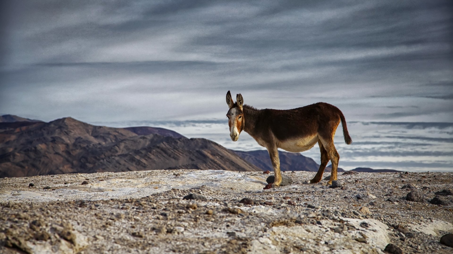 Download Animal Donkey 4k Ultra HD Wallpaper