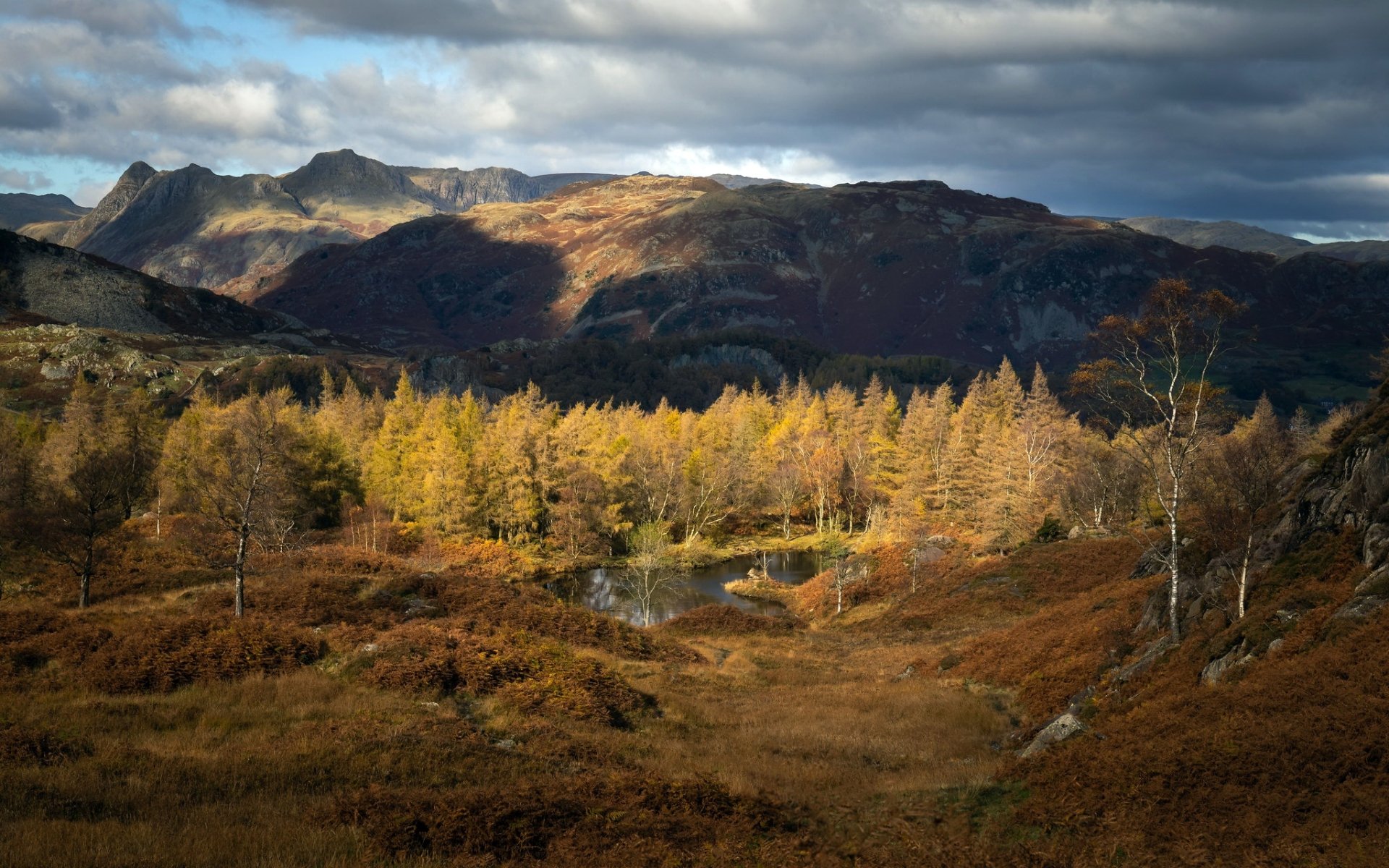 Download Treetops Mountain Nature Fall HD Wallpaper