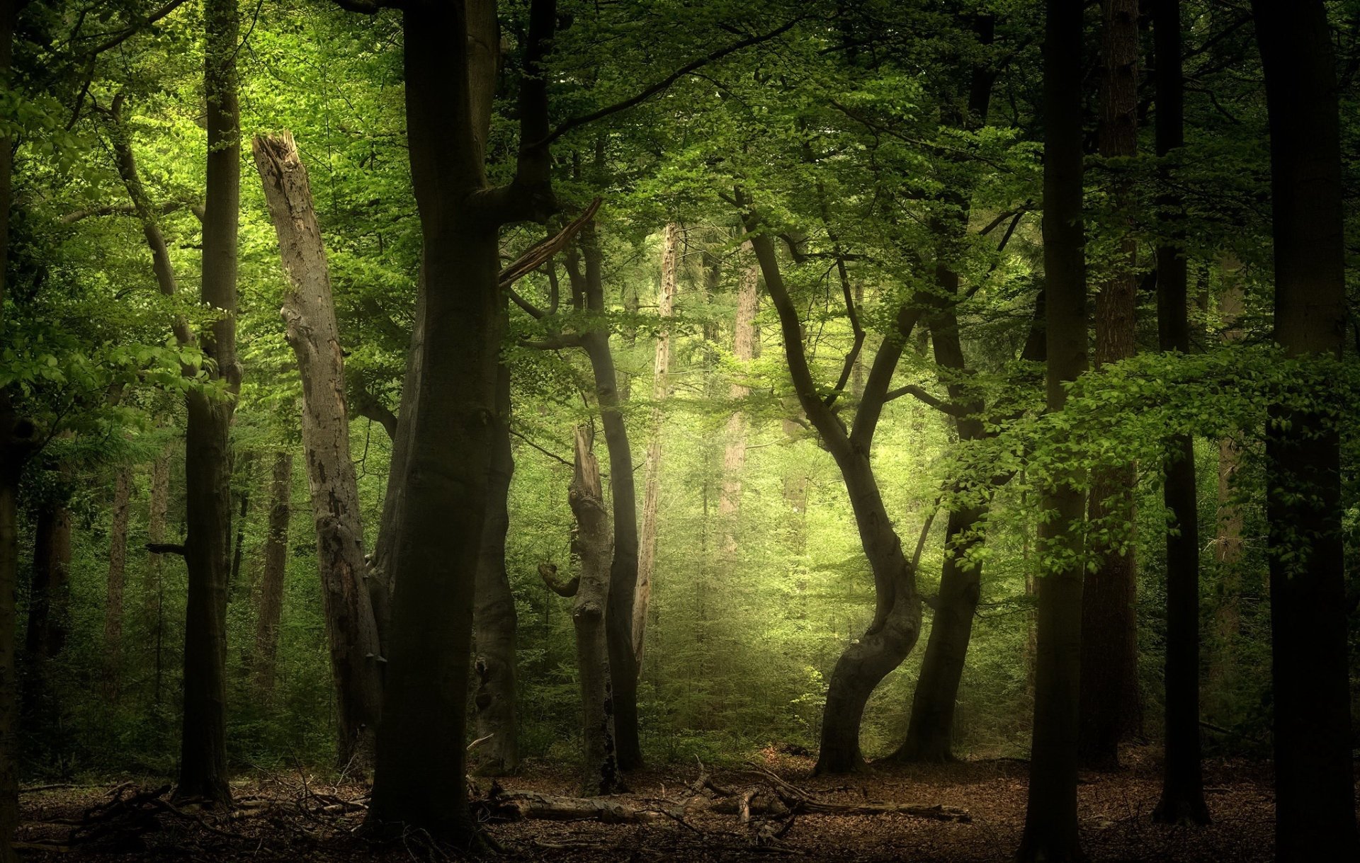 Sunlit green forest with tall trees, dappled light and soft undergrowth — HD nature scene, PC desktop wallpaper and background.