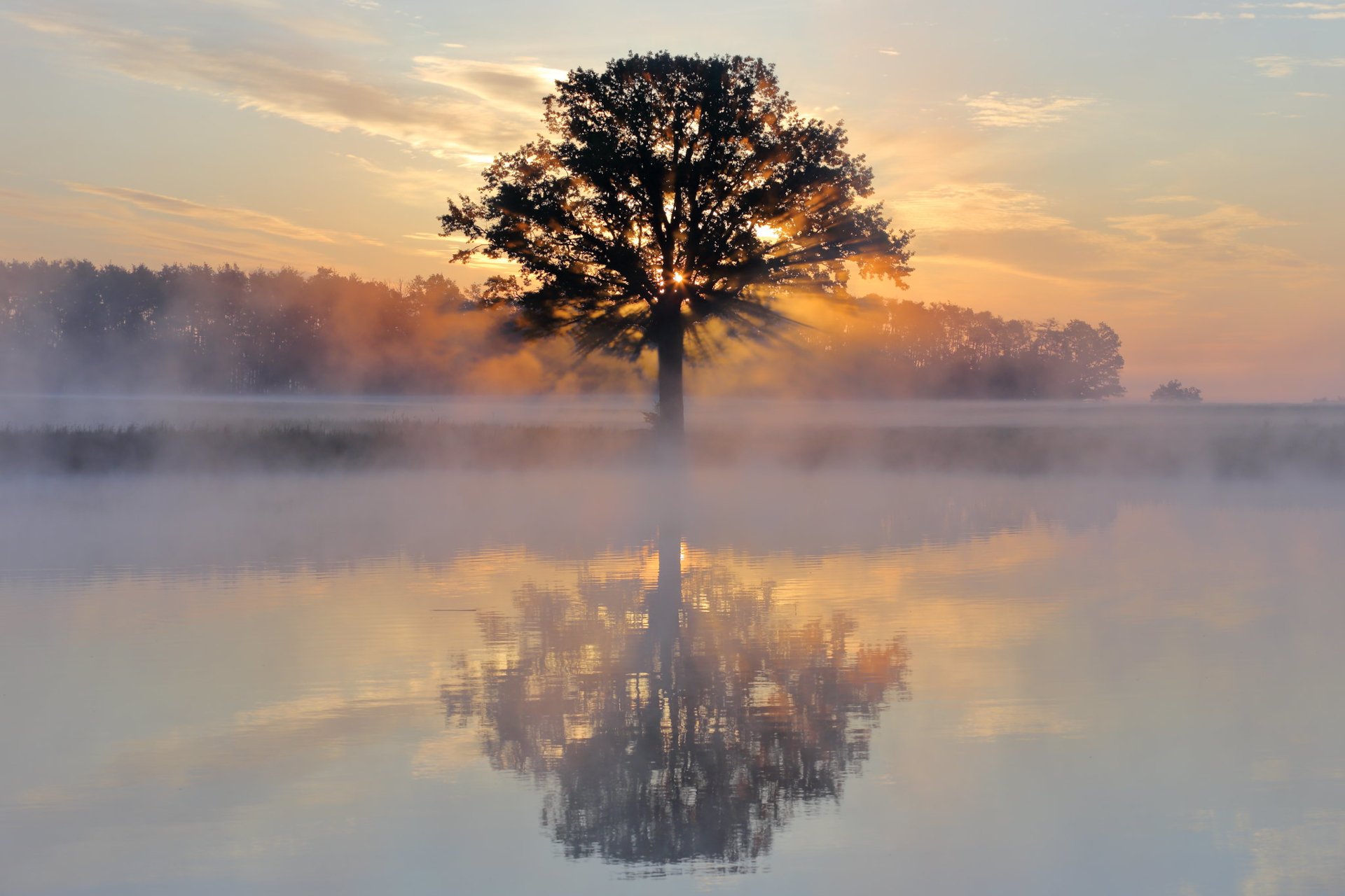 HD desktop wallpaper of a solitary tree reflected on a calm lake at sunrise, surrounded by fog and natural landscape.