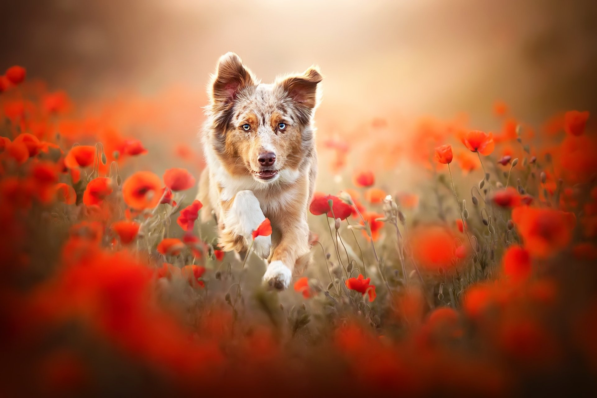 Download Animal Australian Shepherd HD Wallpaper