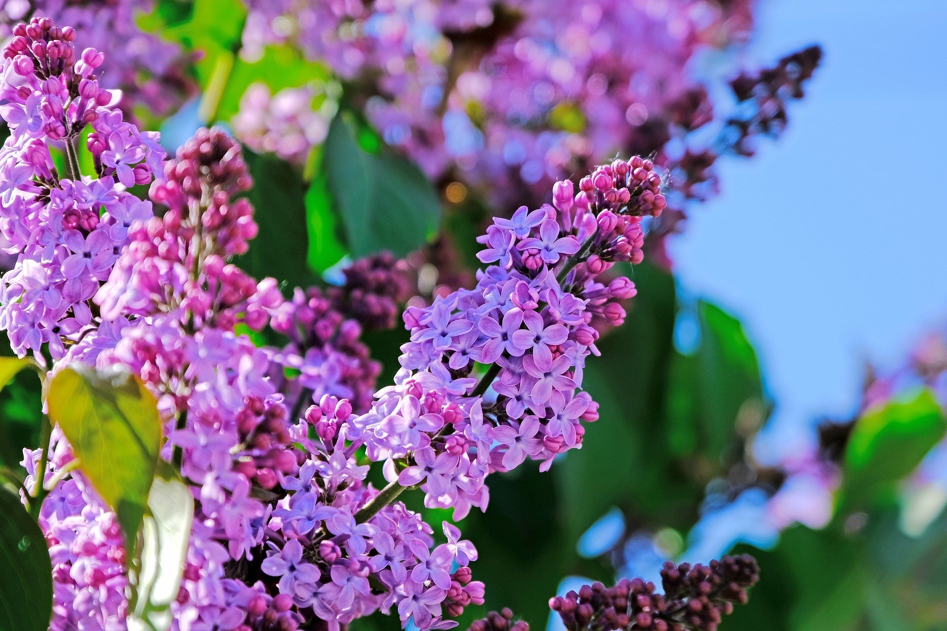 Nature Lilac HD Wallpaper