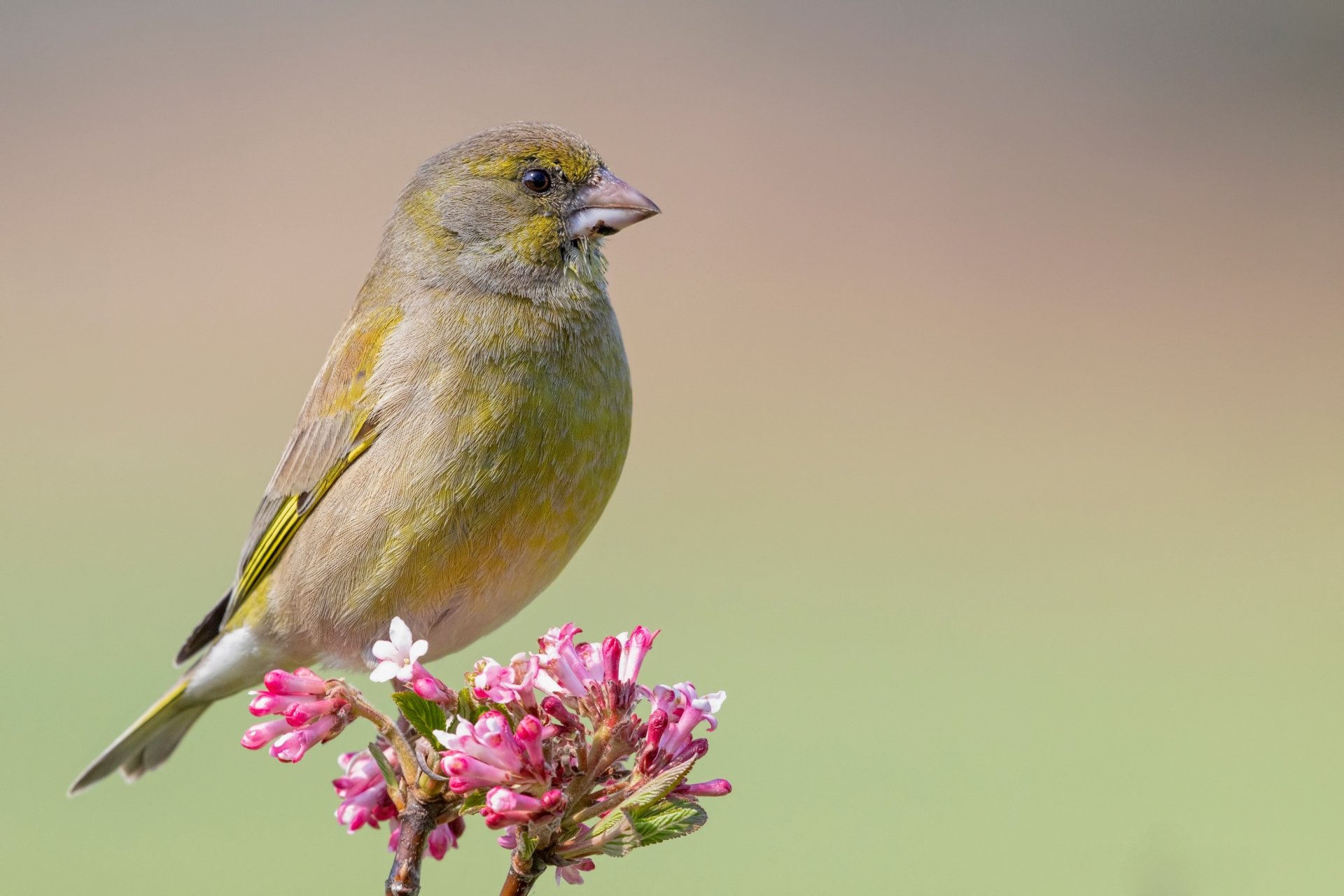 European Greenfinch Wallpapers