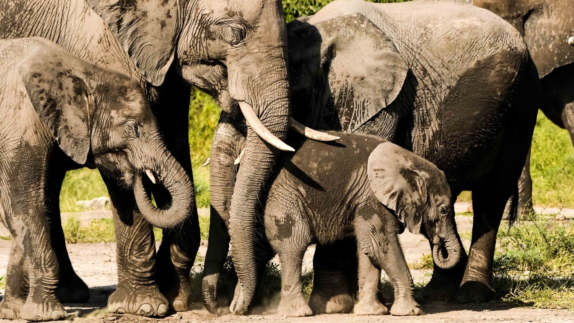 A family of African bush elephants standing close together in natural light, captured in 4K Ultra HD for a PC desktop wallpaper and background.