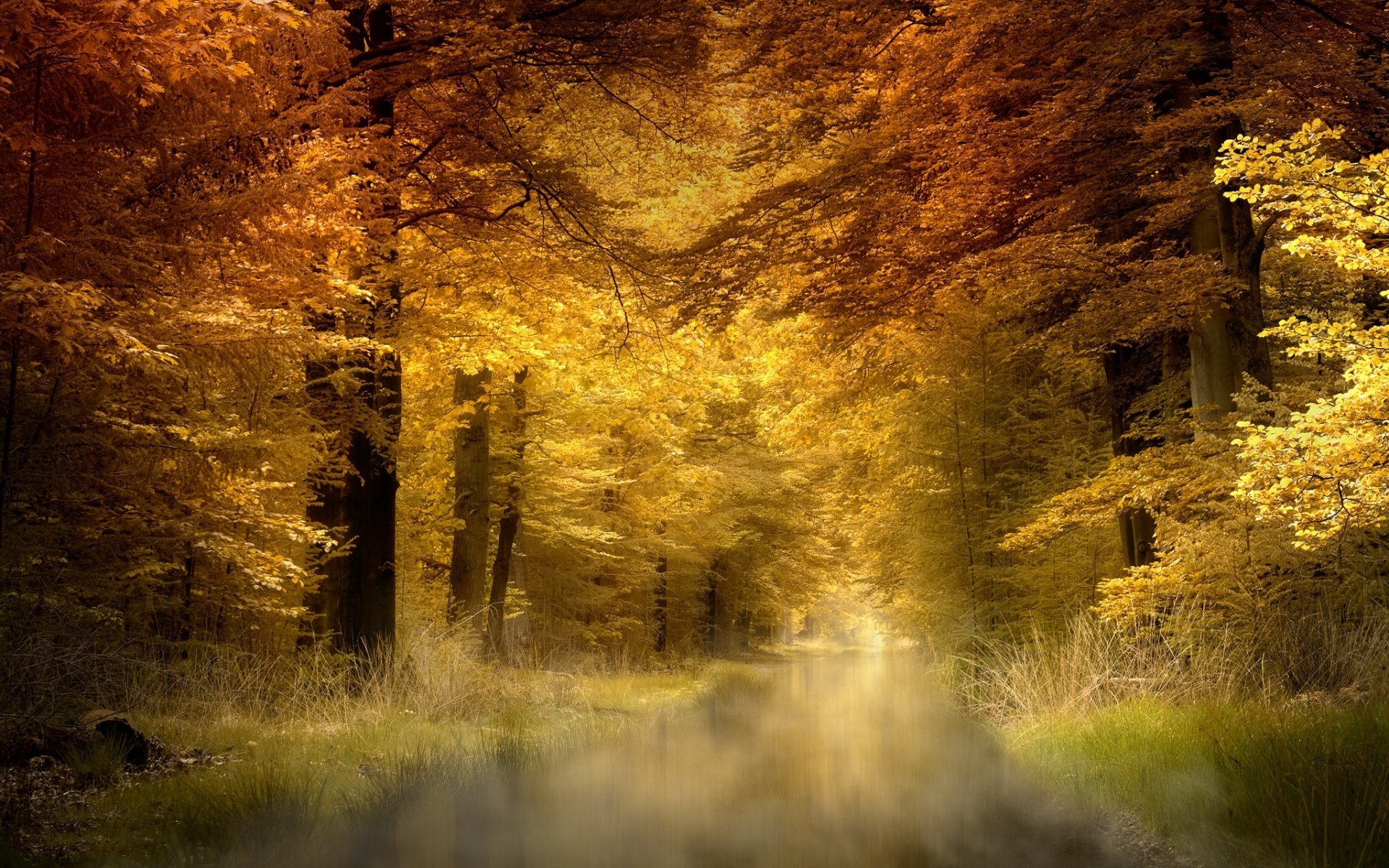 HD PC desktop wallpaper featuring a serene forest scene with golden autumn trees and soft fog weaving through the landscape, capturing nature's calm beauty.