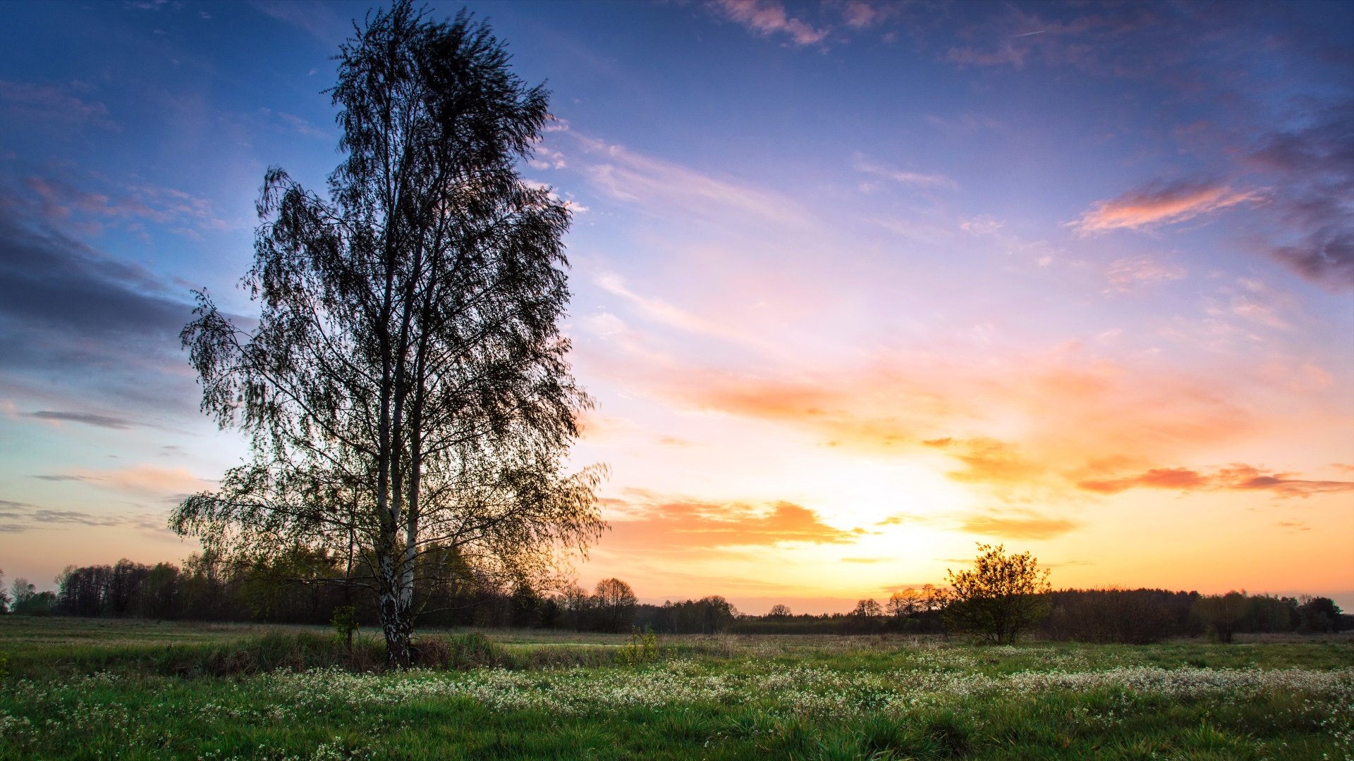 4K Ultra HD PC desktop wallpaper: lone birch tree in a grassy field at sunset, vibrant sky over a tranquil nature landscape.