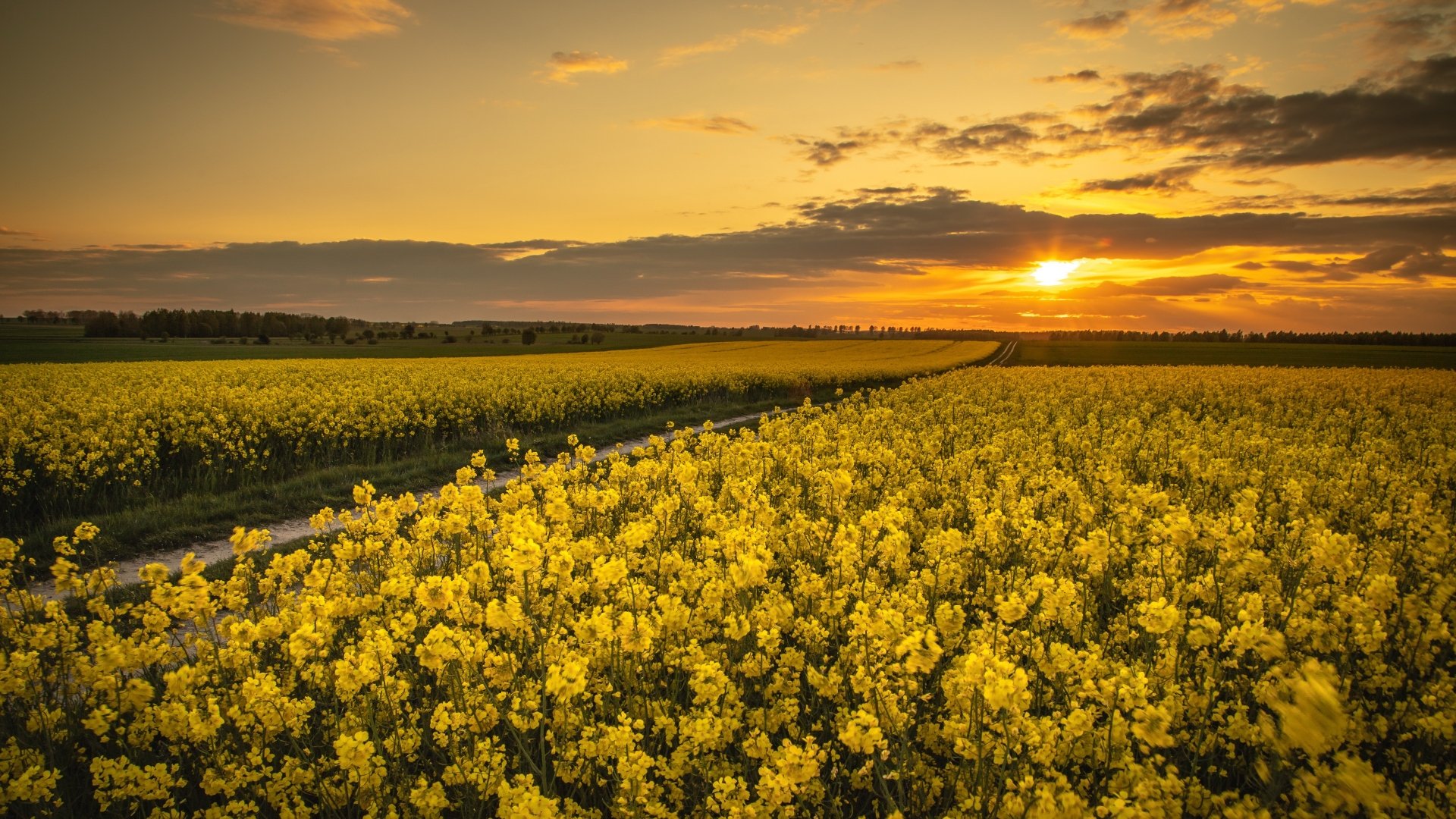 Download Sunset Nature Rapeseed 4k Ultra HD Wallpaper