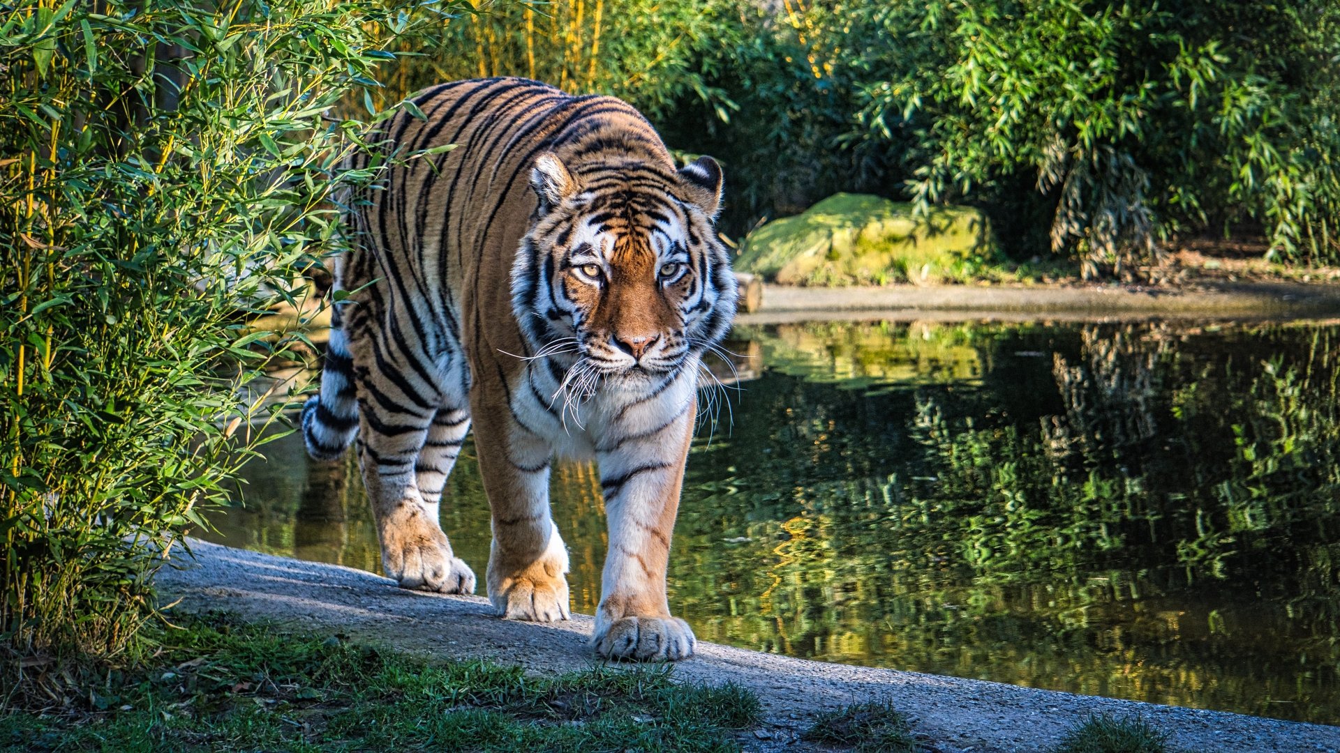 4K Ultra HD Majestic Tiger in Lush Wilderness Wallpaper | 5678x3194 ...