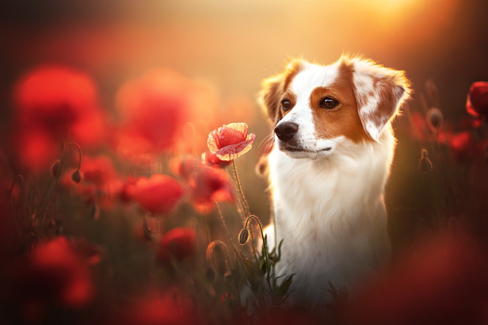 Animal Kooikerhondje Hd Wallpaper