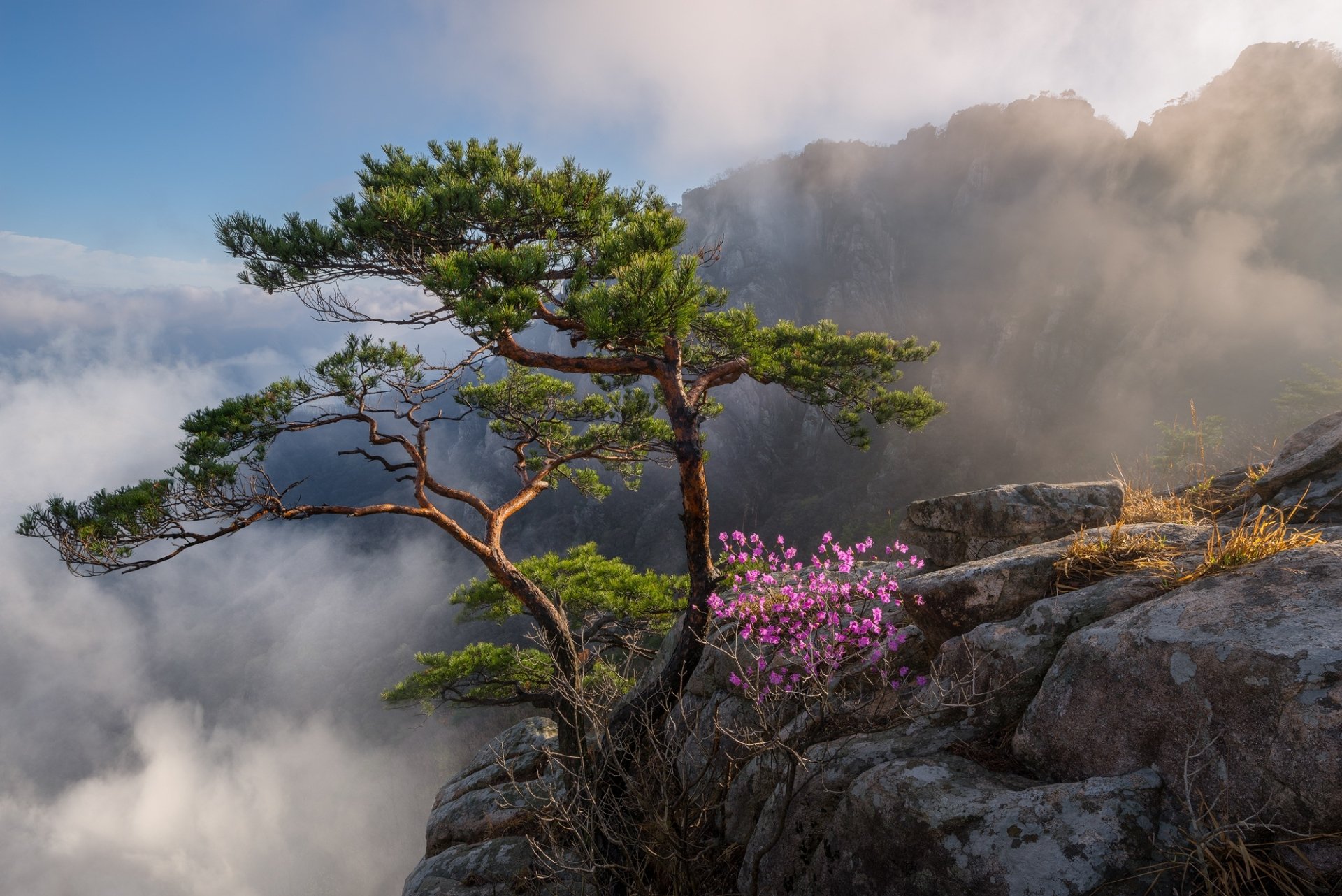 A solitary tree with pink blossoms grows on rocky terrain amid clouds and mountains in South Korea, showcasing serene natural landscape and vibrant foliage in HD.