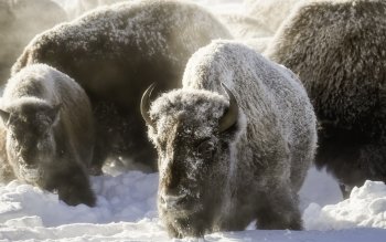 127 Buffalo HD Wallpapers | Background Images - Wallpaper Abyss