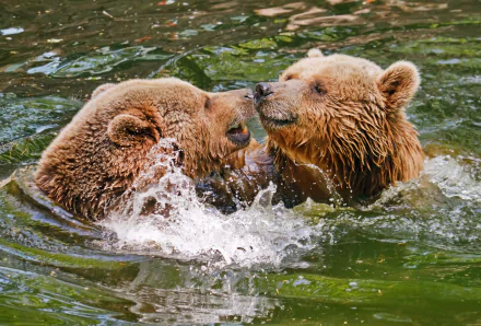 Brown Bears Cooling Off in the Lake