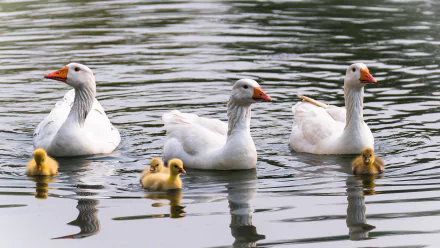 4K Ultra HD desktop wallpaper: three white geese glide on calm water with three fluffy yellow goslings, soft reflections rippling beneath them.
