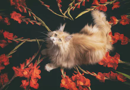 gladiolus red flower maine coon Animal cat HD Desktop Wallpaper | Background Image