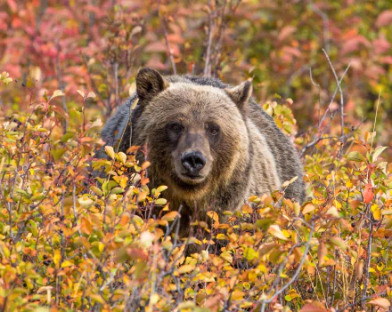 grizzly Animal grizzly bear HD Desktop Wallpaper | Background Image