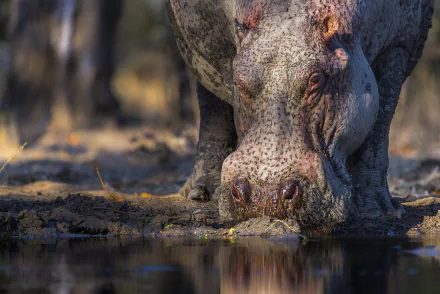 Animal hippo HD Desktop Wallpaper | Background Image