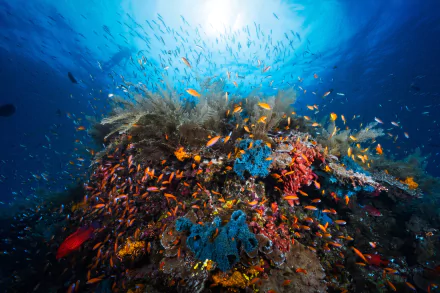sea life reef underwater coral Animal fish HD Desktop Wallpaper | Background Image