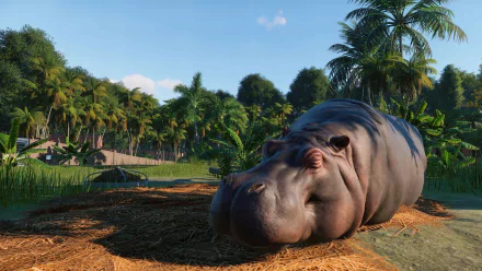 HD wallpaper from Planet Zoo featuring a resting hippopotamus with lush greenery in the background.