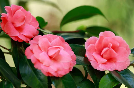 nature camellia HD Desktop Wallpaper | Background Image