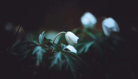 nature anemone HD Desktop Wallpaper | Background Image