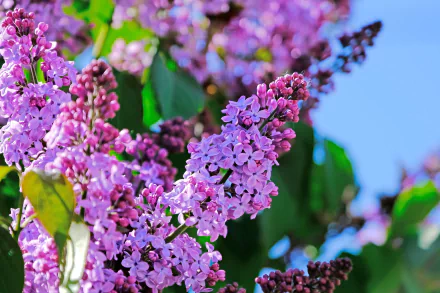 HD desktop wallpaper featuring vibrant lilac blossoms against a bright blue sky, showcasing the beauty of nature in full bloom.