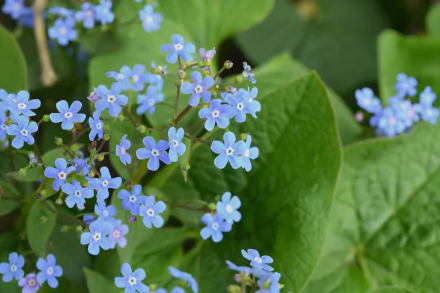nature forget-me-not HD Desktop Wallpaper | Background Image
