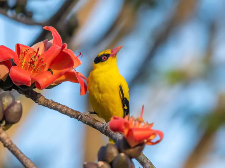  Chinese Black-naped oriole