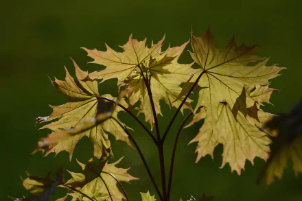 maple leaf nature leaf HD Desktop Wallpaper | Background Image