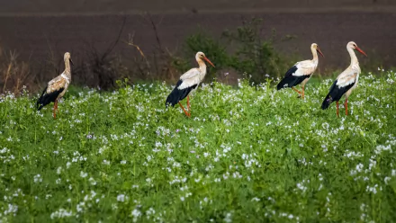 stork Animal White stork HD Desktop Wallpaper | Background Image