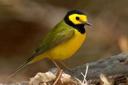  Hooded Warbler (Setophaga citrina)