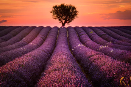 A stunning 8K Ultra HD wallpaper featuring vibrant purple lavender fields in Provence, France, with a solitary tree silhouetted against a colorful summer sunset sky.