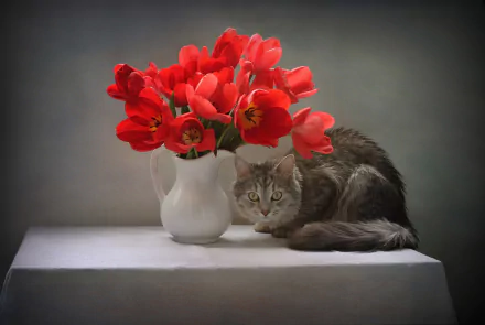 Animal cat HD Desktop Wallpaper | Background Image