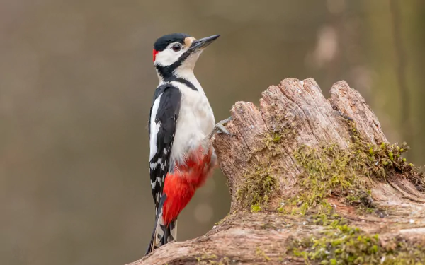 bird Animal woodpecker HD Desktop Wallpaper | Background Image