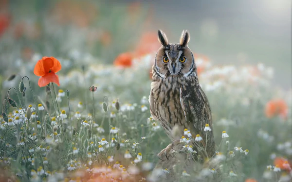 long eared owl flower bird Animal owl HD Desktop Wallpaper | Background Image