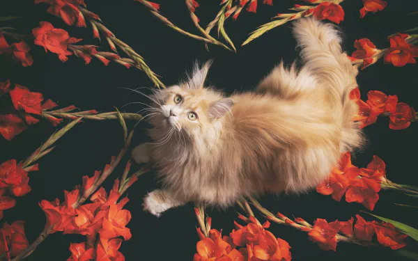 gladiolus red flower maine coon Animal cat HD Desktop Wallpaper | Background Image