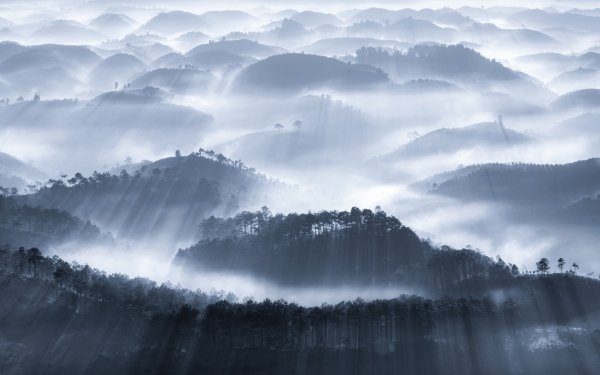 Earth Fog Forest Hill Landscape Nature HD Wallpaper | Background Image