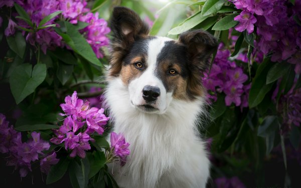 Animal Australian Shepherd Dogs Dog Cute Flower HD Wallpaper | Background Image