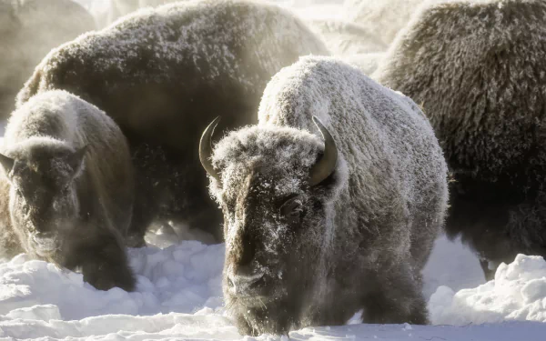 Snow-dusted American bison moving through deep snow in a stark winter landscape — 4K Ultra HD PC desktop wallpaper featuring winter animals.