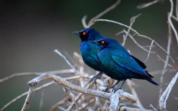 bird Animal starling HD Desktop Wallpaper | Background Image