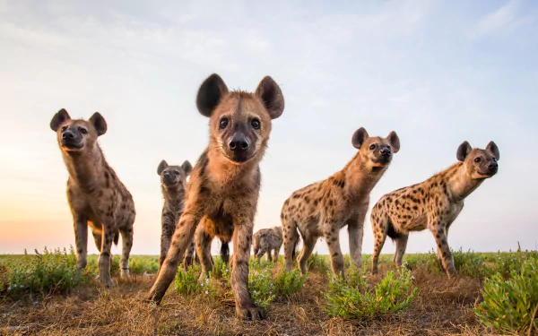 HD desktop wallpaper featuring a group of spotted hyenas standing on grassy terrain under a soft sky, showcasing their distinctive spots and alert expressions.