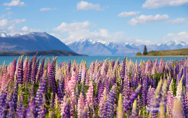Vibrant lupine flowers in New Zealand nature, a field by an alpine lake with snow-capped mountains under a blue sky — 2K Quad HD PC desktop wallpaper.